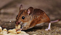24 Hour & Emergency Exterminators in Lawsonville, NC